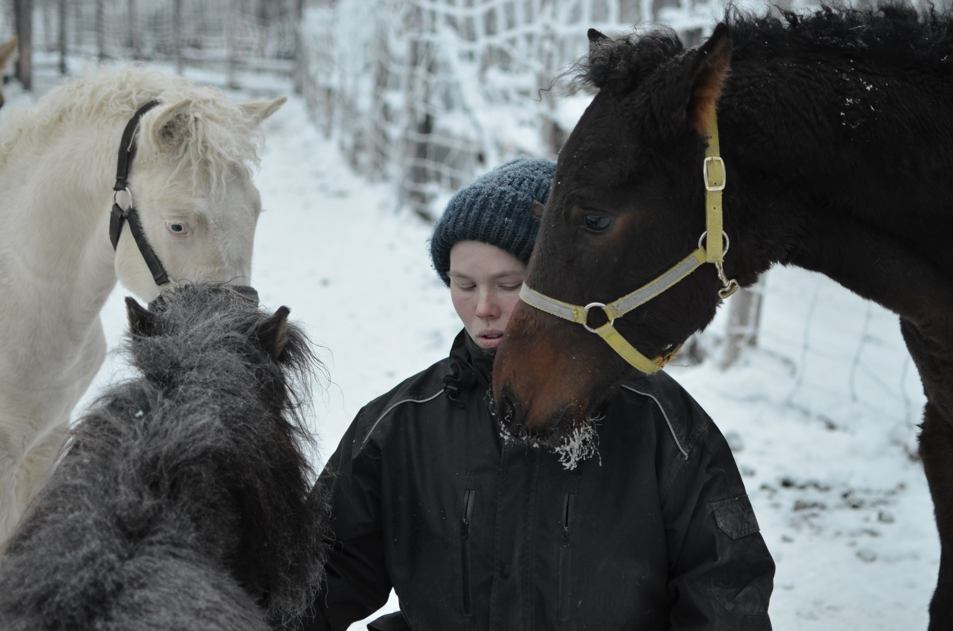 Bertta ja curly-varsat sekä falabella -rotuinen Minni. Falabella on maailman pienin hevosrotu